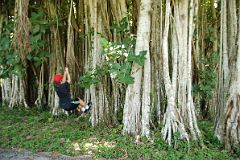 52 Cuba - Cienfuegos - Jardin Botanico - Peter Ryan Swinging On A Banyan Tree.JPG